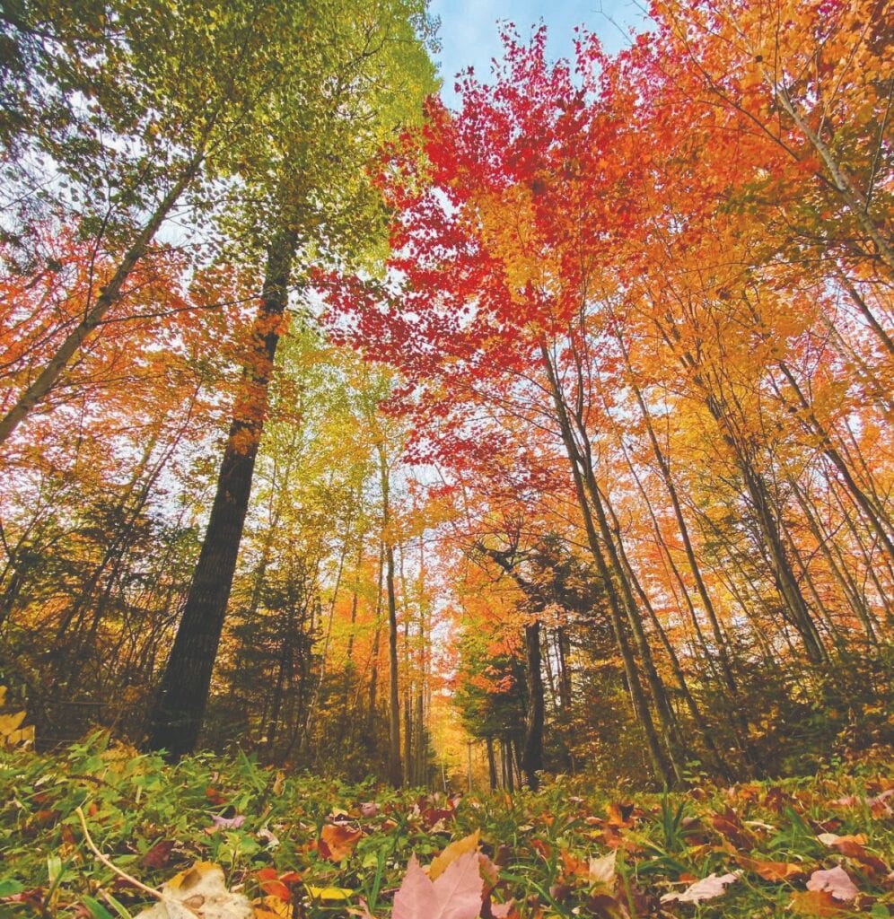 Things are looking up this fall! Photo by Kallie Kantos/Perceptions Photography, International Falls.